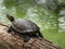 Tiger tortoise sunbathing on tree trunk in the lake