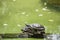 Tiger tortoise sunbathing on tree trunk in the lake