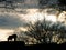 Tiger and Trees landscape silhouette at Sunset