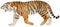 Tiger walk color vector illustration