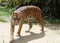 Tiger Walking Around Enclosure at Taronga Zoo Sydney