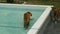 Tiger walking in a blue pool
