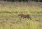 Tiger walking in grassland in evening hours