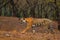 Tiger walking on the gravel road. Indian tiger female with first rain, wild animal in the nature habitat, Ranthambore, India. Big