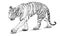 Tiger walking hand draw black line sketch on white vector
