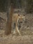 Tiger walking head-on in front of a vehical l in evening hours