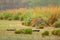 Tiger walking in lake grass. Indian tiger with first rain, wild danger animal in the nature habitat, Ranthambore, India. Big cat,