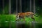 Tiger walking in lake water. Dangerous animal, tajga, China in Asia Animal in green forest stream. Green grass, river droplet.