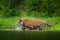 Tiger walking in lake water. Dangerous animal, tajga, Russia. Animal in green forest stream. Green grass, river droplet. Siberian