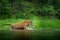 Tiger walking in lake water. Dangerous animal, tajga, Russia. Animal in green forest stream. Green grass, river droplet. Siberian