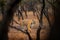 Tiger walking in old dry forest. Indian tiger with first rain, wild danger animal in the nature habitat, Ranthambore, India. Big c