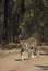 Tiger walking on a road in Bandhavgarh National Park