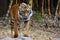 Tiger walking showing teeth ears folded back