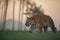Tiger walking on sunrise . Predator animal. Siberian tiger, Wildlife scene with dangerous animal.