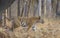 Tiger walking with tail up at Pench national Park,Madhya Pradesh