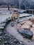 Tiger Walking on the Trail Forest Zoo Animal Wild Nature Vintage