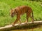 Tiger walking by the water moat