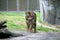 Tiger walking in zoo enclosure