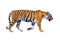 Tiger White background Isolate full body