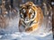 Tiger in wild winter nature. Amur tiger running in the snow. Action wildlife scene with danger animal