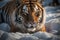 Tiger in wild winter nature, tiger portrait of a Royal Bengal tiger