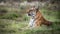 Tiger wildlife scene - lying in the grasslands. This powerful predator is the largest living cat species.