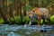 Tiger wildlife scene, wild cat, nature habitat. Amur tiger walking in river water. Danger animal, tajga, Russia. Animal in green f