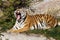 Tiger yawning