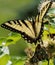 Tiger yellow black butterfly wings open on bush