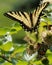 Tiger yellow black butterfly wings open on bush