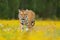 Tiger with yellow flowers. Siberian tiger in beautiful habitat. Amur tiger sitting in the grass. Flowered meadow with danger anima