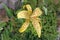 Tiger yellow lily growing in garden.