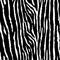 Tiger or zebra seamless pattern. Grunge animal skin. Black and white vector illustration background. Trendy fabric