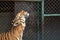 Tiger in zoo