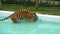Tiger in the zoo is immersed in a pool with water. Takes his paw and plays with water. Thailand