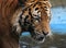 Tiger at the zoo in Kuala Lumpur