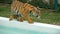 Tiger in the zoo walks along the edge of the pool with water. Thailand. Slow Motion