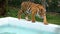 Tiger in the zoo walks along the edge of the pool with water. Thailand. Slow Motion