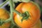 Tigerella tomatoes on the vine growing in the greenhouse