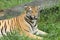 Tigers in Bangladesh national zoo