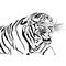 Tigers bared white background.