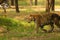 Tigers in Beijing Wildlife Park