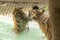 Tigers fighting in pool