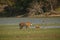 Tigers in the indian nature