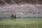 Tigers of kanha national park