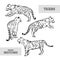 Tigers wild cat vector set. White Bengal Tiger Animals Icons