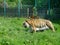 Tigers in zoo compound