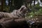 The tigerâ€™s nap at the Beauval Zoo