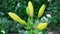 Tight buds of yellow lily in garden