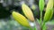 Tight buds of yellow lily in garden